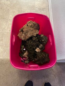 Live rock for saltwater tank