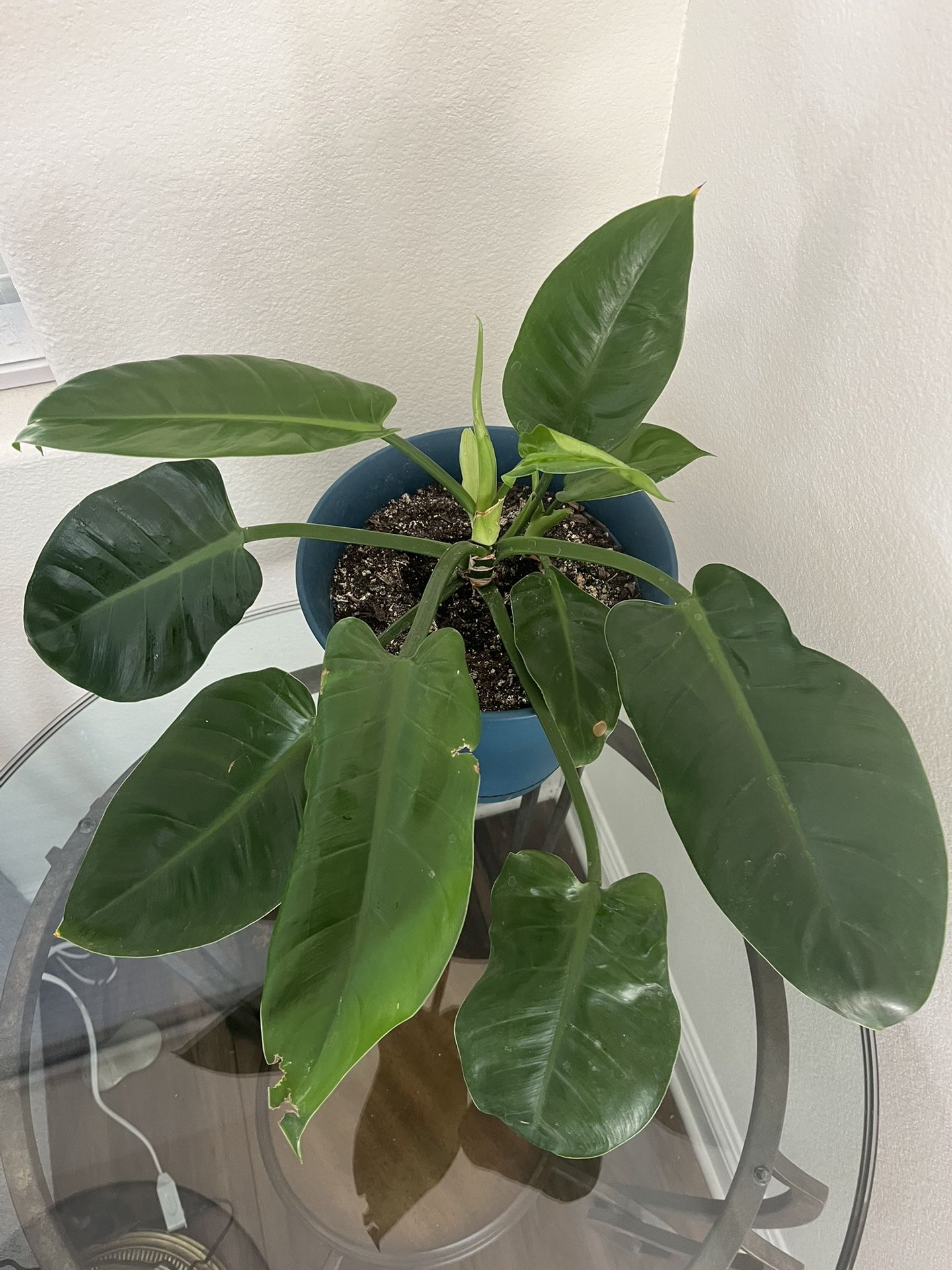 Indoor Plant - Tropical House Plant