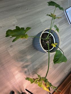 Giant Split Philodendron