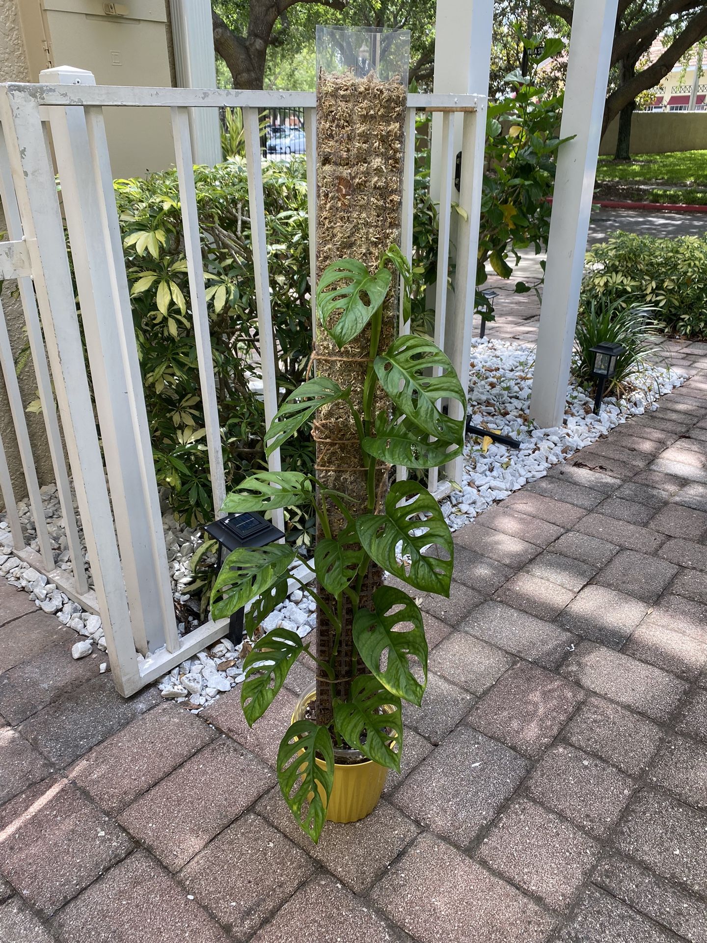 Monstera Adansonii on Moss Pole