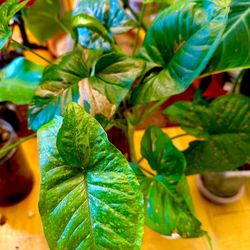 Pink Syngonium Podophyllum Arrowhead Plant