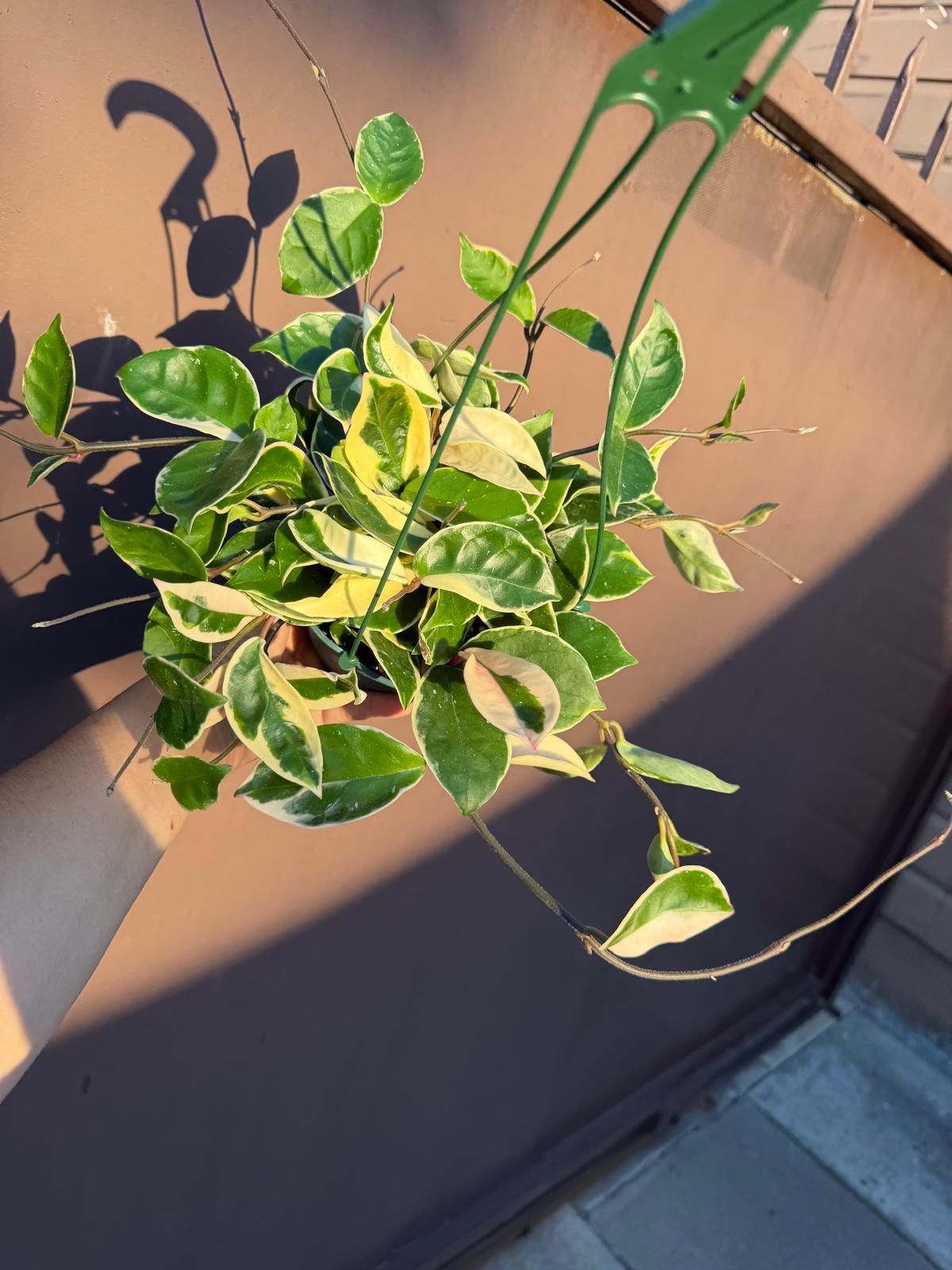 6” hoya queen