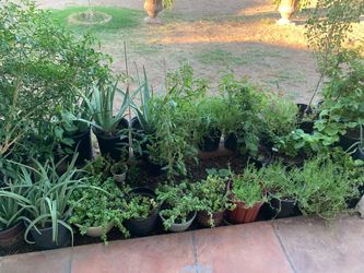 Part Two Mixed Plants Collection Sale