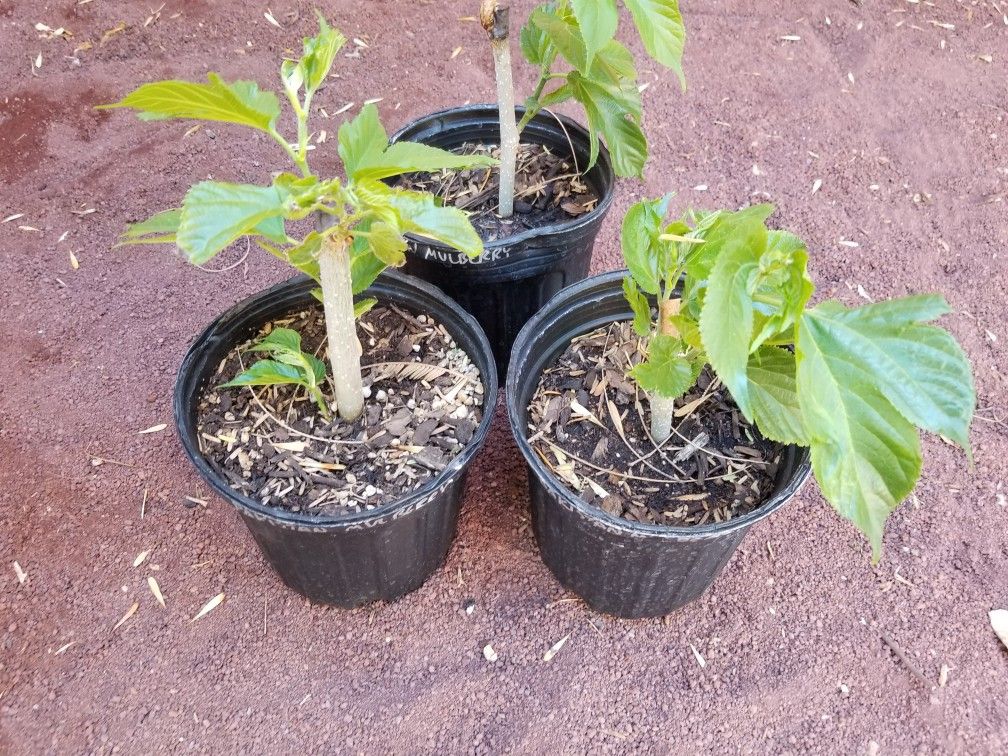 Pakistan Mulberry Tree for Sale in Mesa, AZ OfferUp