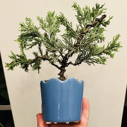 Bonsai Juniper 