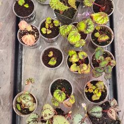 Begonia's and Terrariums 