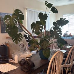 Monstera Plant