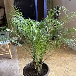 Pygmy palm tree - Living Plant-