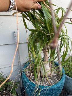 Elephant foot Tree