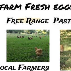 Farm Fresh, Organic, Pasture Fed 