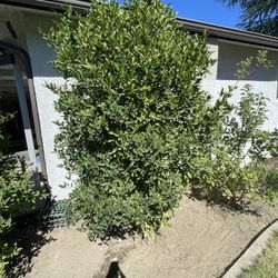 Tangerine/ Mandarin Tree