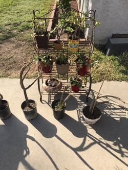 PLANT SALE