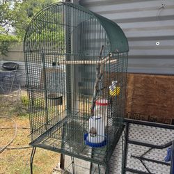 Bird Cage 