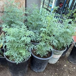 Plantas Grandes De Ruda En 5G $25 Cada Una Precio Firme