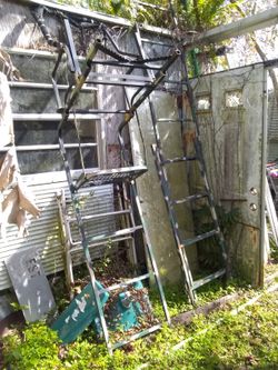 Dear stands there two of them