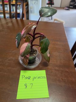 Pink Princess Philodendron