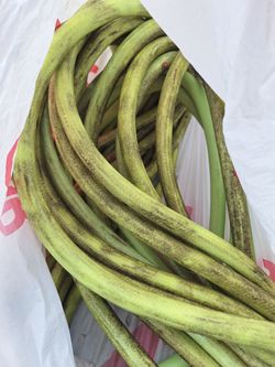 Used Green Garden Hose