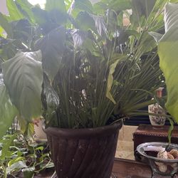 Big  Anthurium、Flaming Plant! 45”x45”  