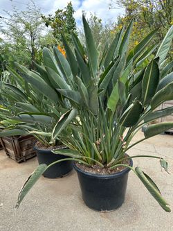Dwaft bird of paradise 25gal