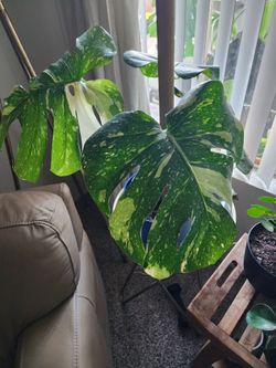Variegated Monstera