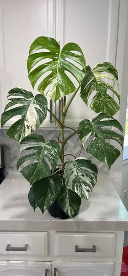 Monstera Albo plant