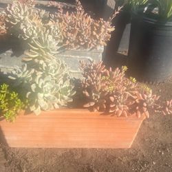 Succulent Arrangement 