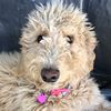 Ella