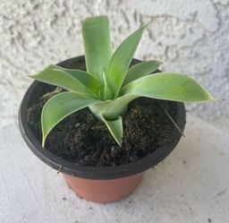 3 Inch Pot of Succulent Plant Foxtail Agave Attenuata - Swan Neck - Elephant's Trunk - Rooted & Established Plant - Drought Resistant - 🪴