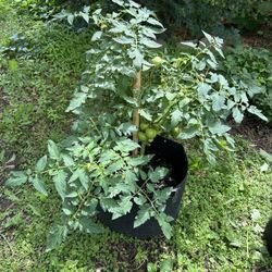 Massive Tomato Plant