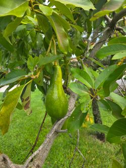 Avocado