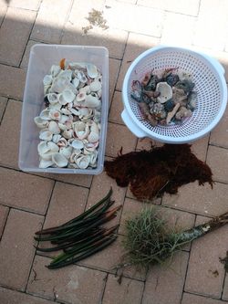 Sea Shells and small assorted Coral rocks