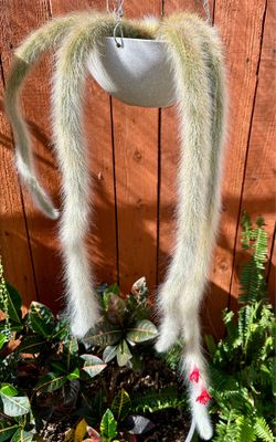 Monkey Tail  Plant🐒