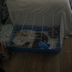 Bunny’s Male And Female 