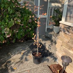 Maple Tree