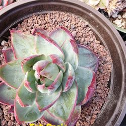 Succulents Plants  Beautiful Echeveria Casio  Korean Imported Pick Up In Upland 