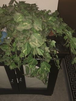 Artificial Medium Plant