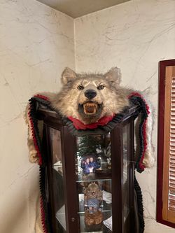 Wolf taxidermy
