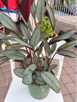 Grey star plant