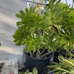 1 Gallon Pot Aeonium Tree Succulent 
