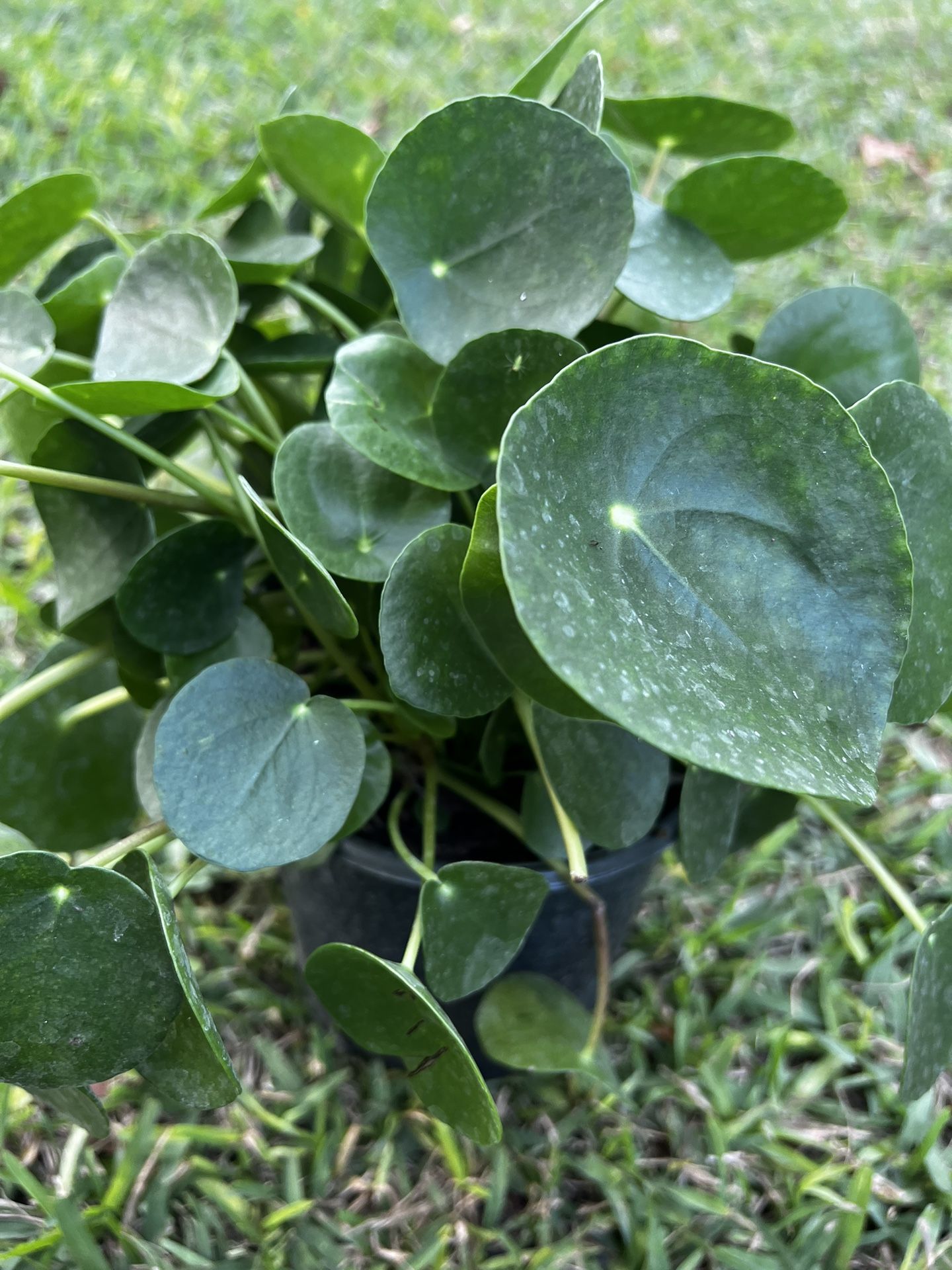 PILEA PEPEROMIOIDES/ CHINESE MONEY PLANT ( 1 Gallon Pot)