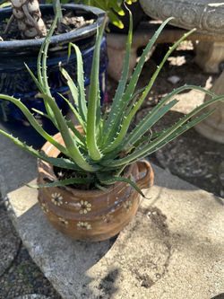 sábila de decoración