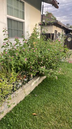 Planta de jardin