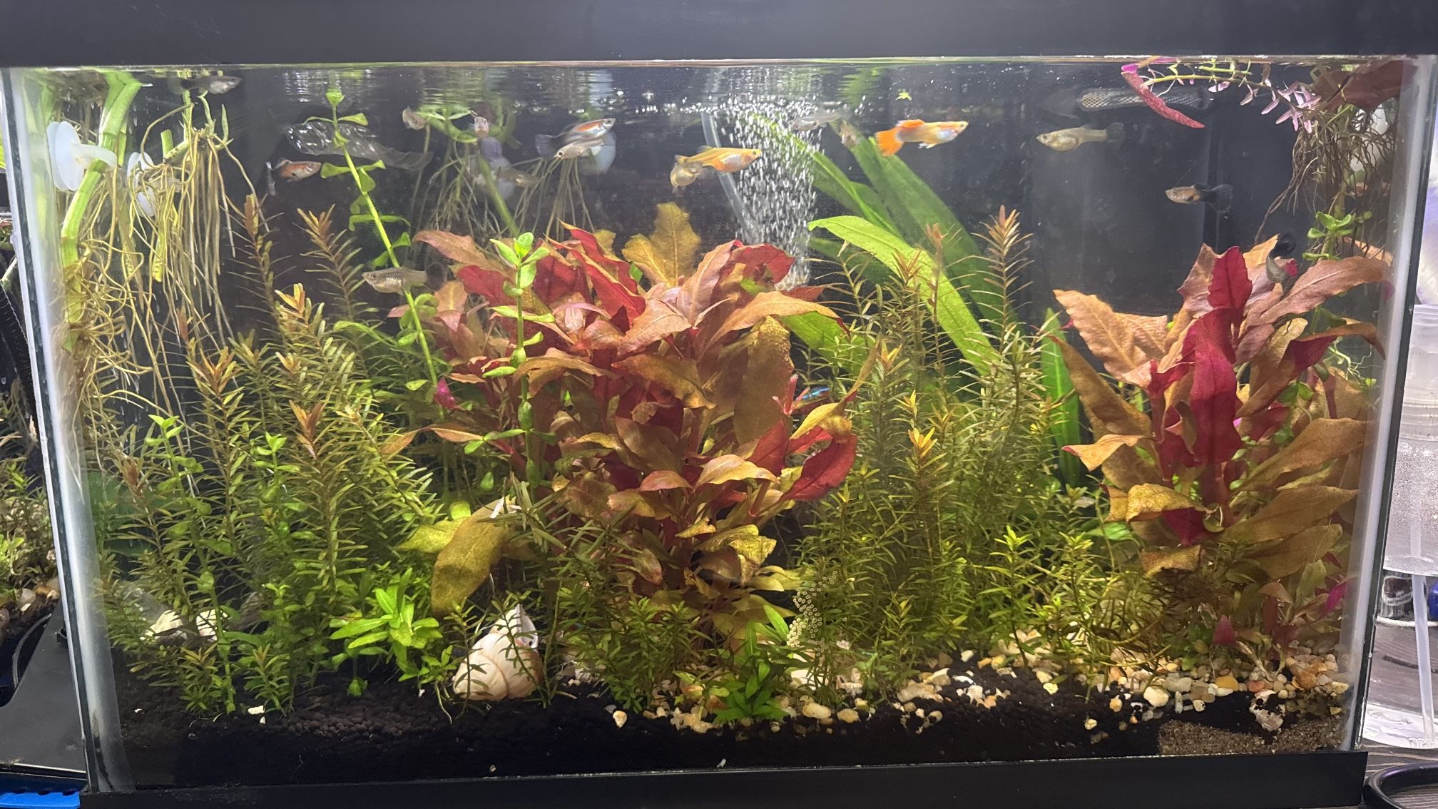 2 Complete Freshwater Aquarium Set UPS Live Plants Etc…