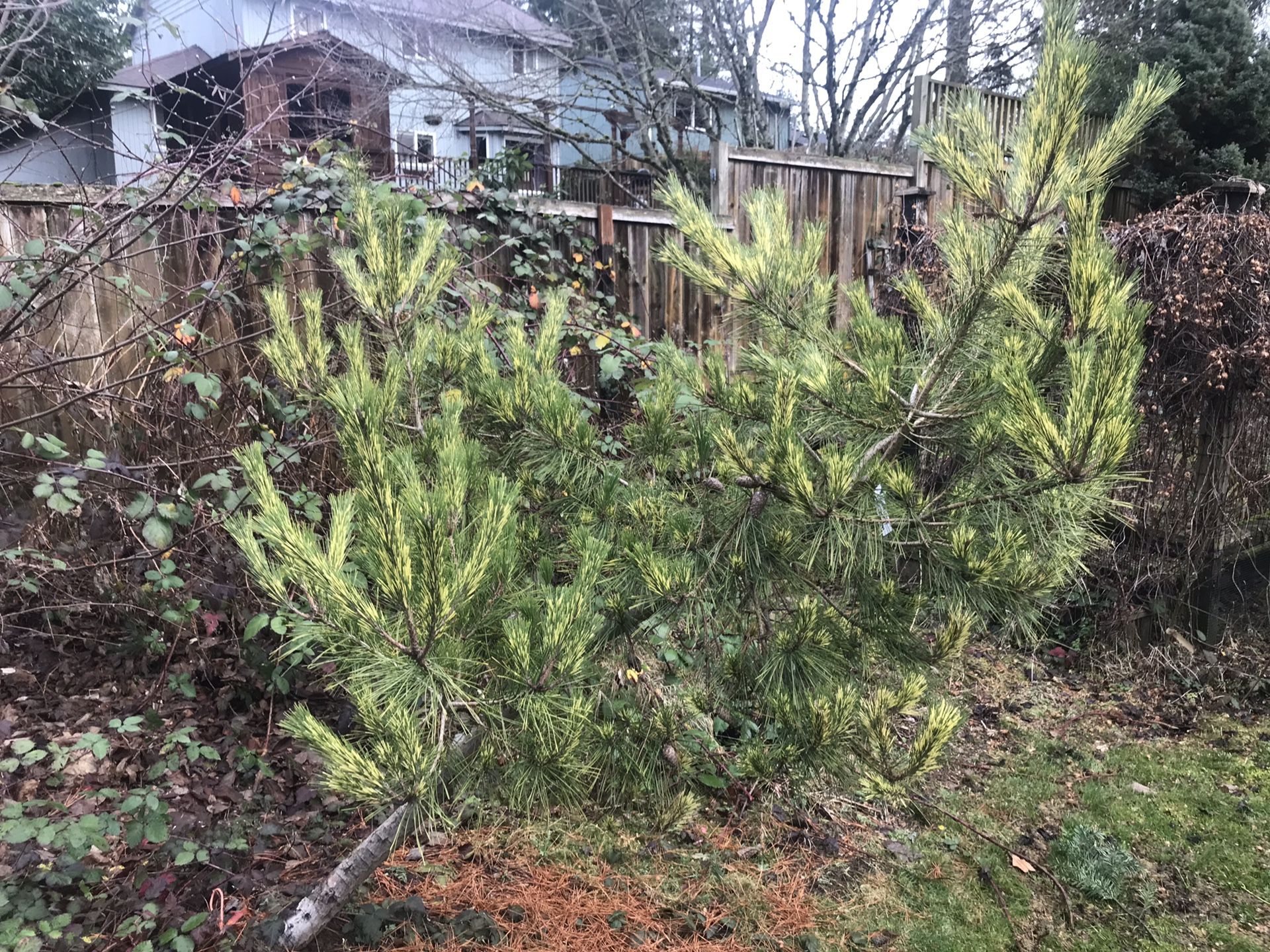 Massive bonsai style Japanese red pine tree