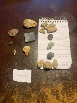 Mixed Fossil Collection – Crinoid, Ammonite, Shark Tooth & More