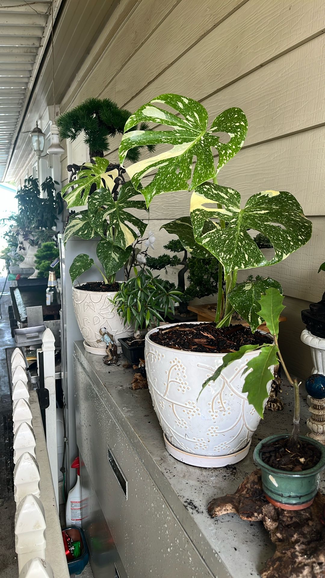 Monstera Thai