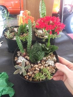 Succulent arrangements