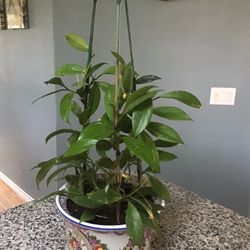 Plant