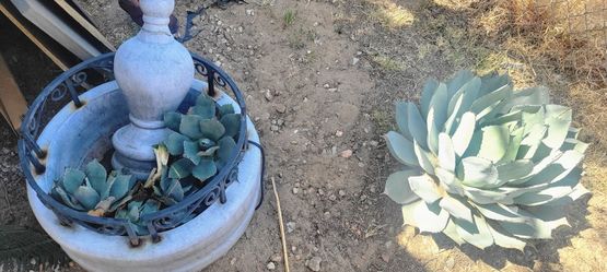 7small 1 Giant Artichoke Agave