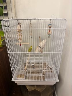 2 Parakeets